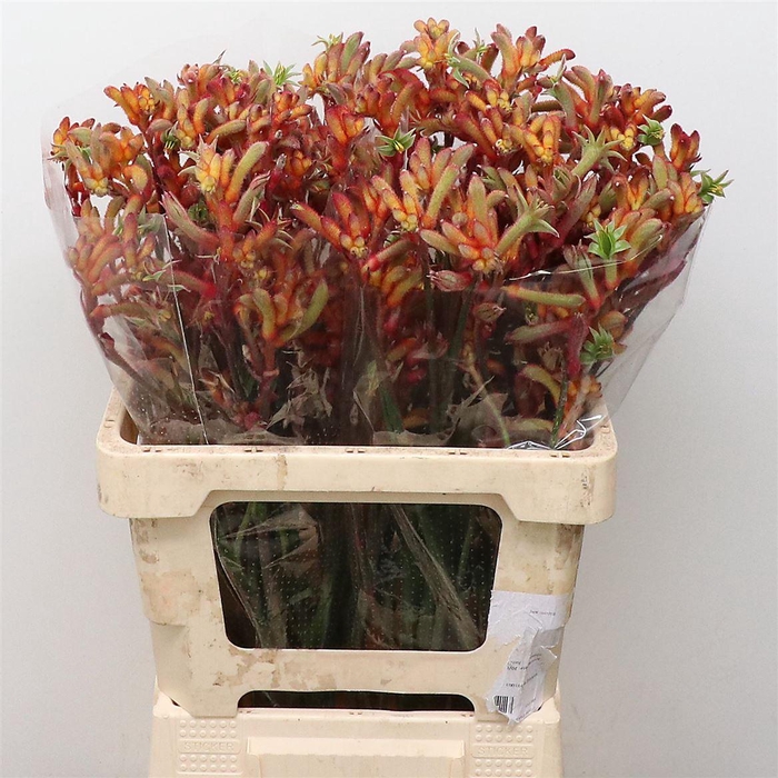 <h4>Anigoz Ramp Roy Slav</h4>