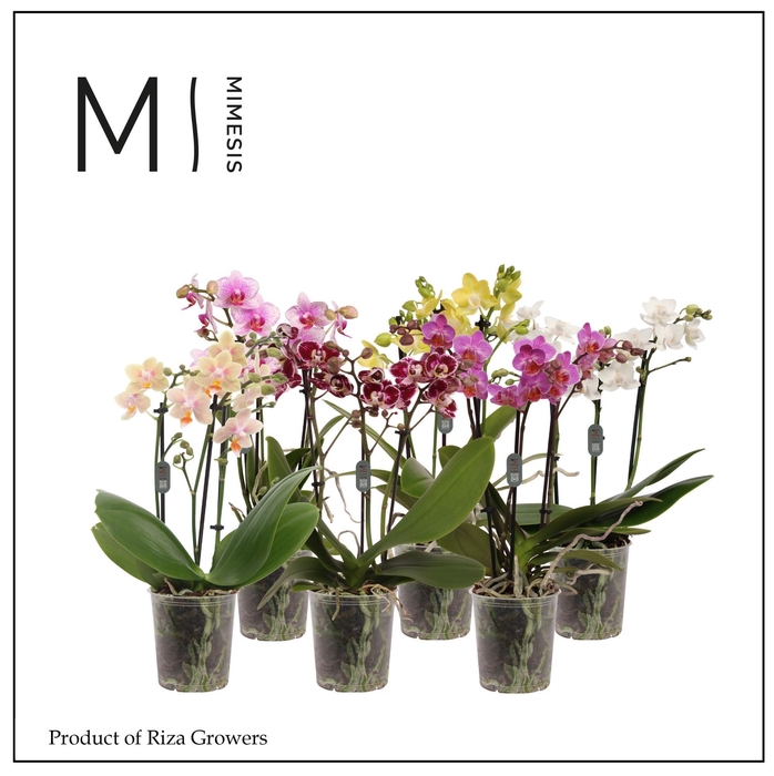 <h4>Phalaenopsis Mix 3 spike - 9cm | Mimesis</h4>