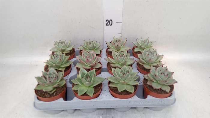 <h4>Echeveria  'Sirius'</h4>