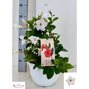 MANDE SUN WHITE
