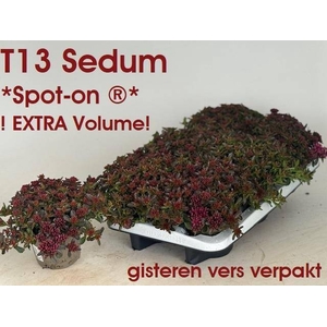 SEDUM SPU SPOT D ROS