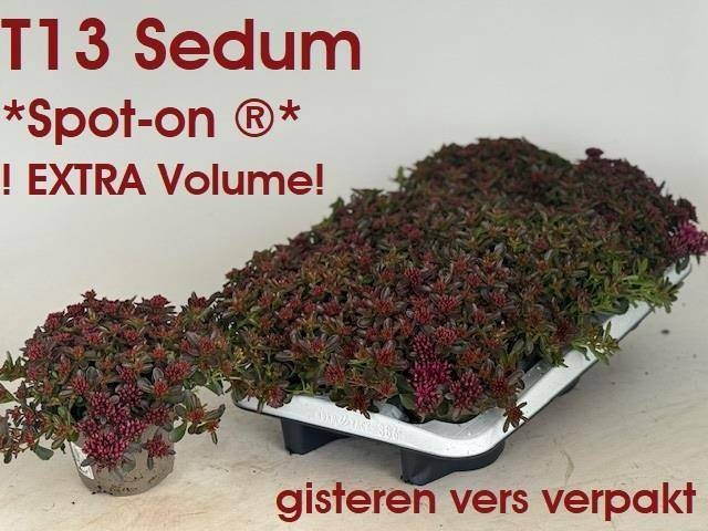 <h4>SEDUM SPU SPOT D ROS</h4>