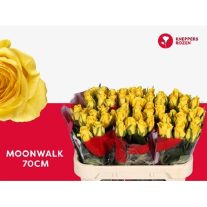 R GR MOONWALK