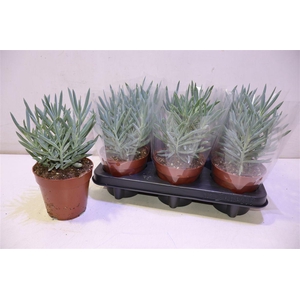 arr8 Curio Fic Mt Everest