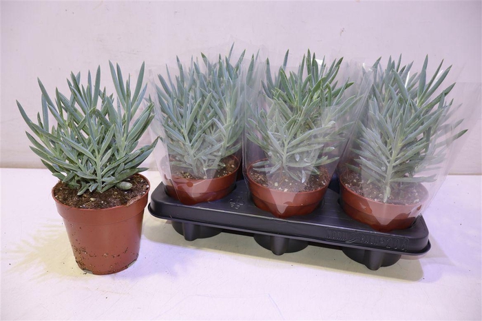 <h4>arr8 Curio Fic Mt Everest</h4>