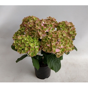 Hydrangea Hovaria