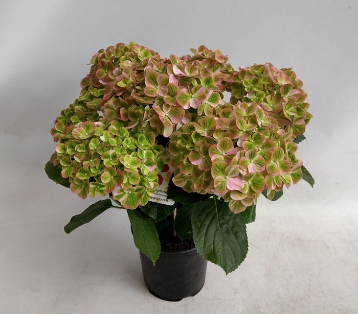 <h4>Hydrangea Hovaria</h4>