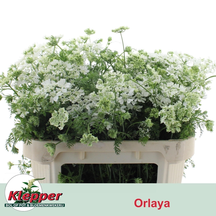 <h4>ORLAYA G WHITE FINCH</h4>