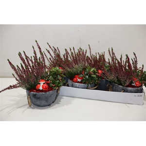 arr8 Arr Tuinplanten In Beton Bakje