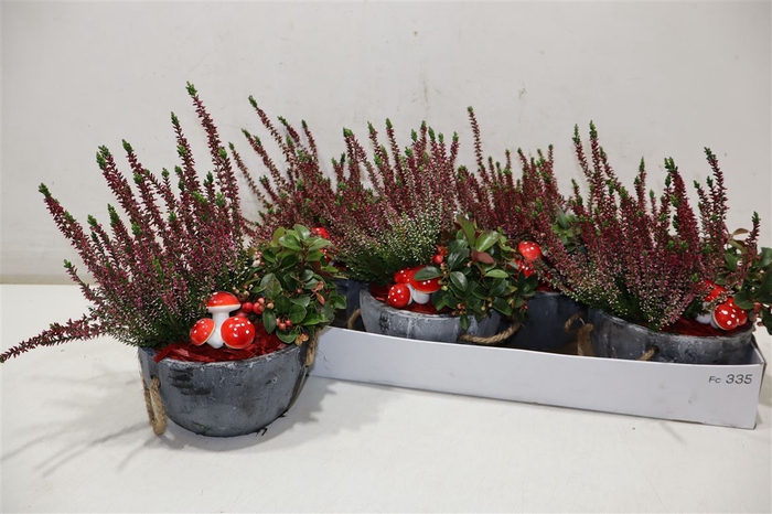 <h4>arr8 Arr Tuinplanten In Beton Bakje</h4>