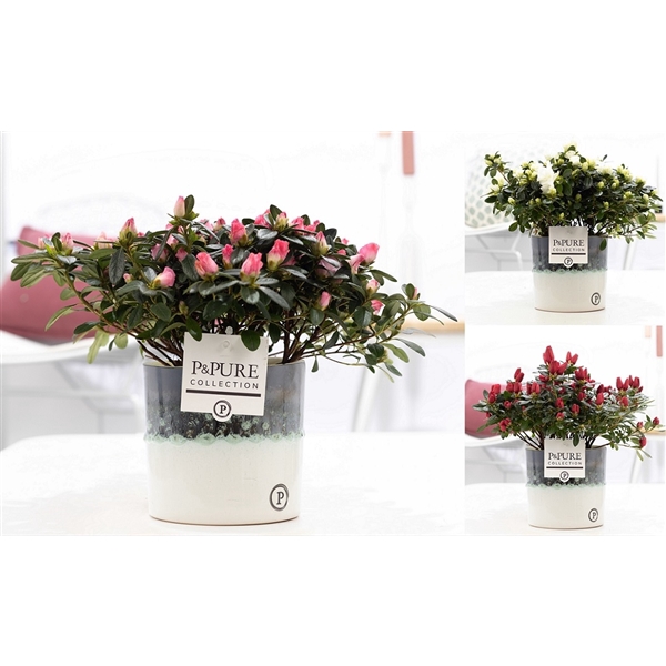 <h4>1st class Azalea mix in P&PURE Illusion ceramics;</h4>