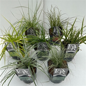 Carex Mix Variaties P17