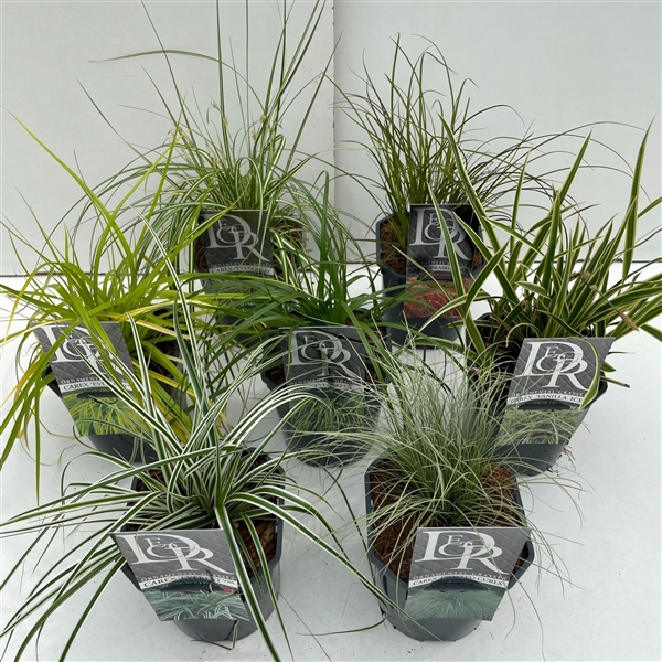 <h4>Carex Mix Variaties P17</h4>