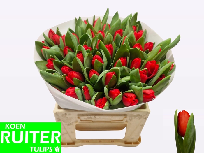 <h4>TU EN ESCAPE</h4>