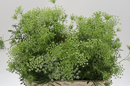 <h4>Ammi Majus Graceland</h4>