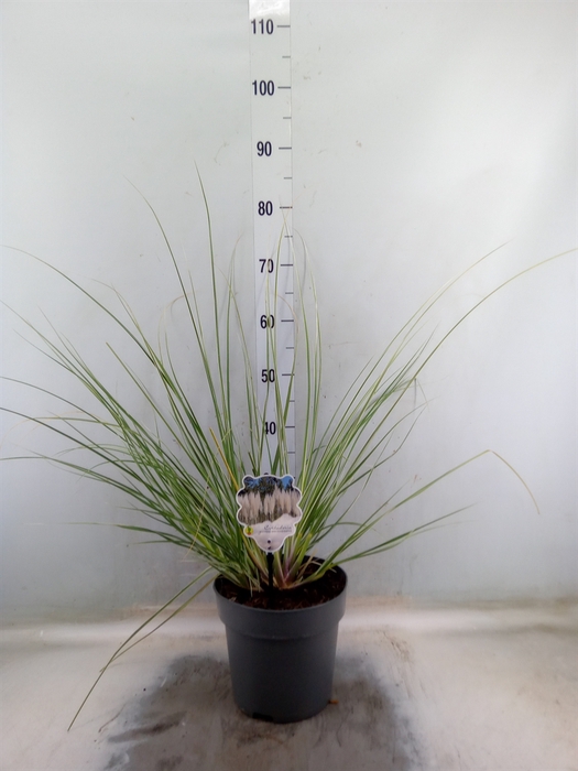 <h4>Cortaderia   ...</h4>