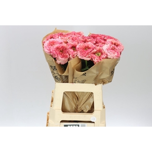 Rosa Gr Gar Lady Somerset