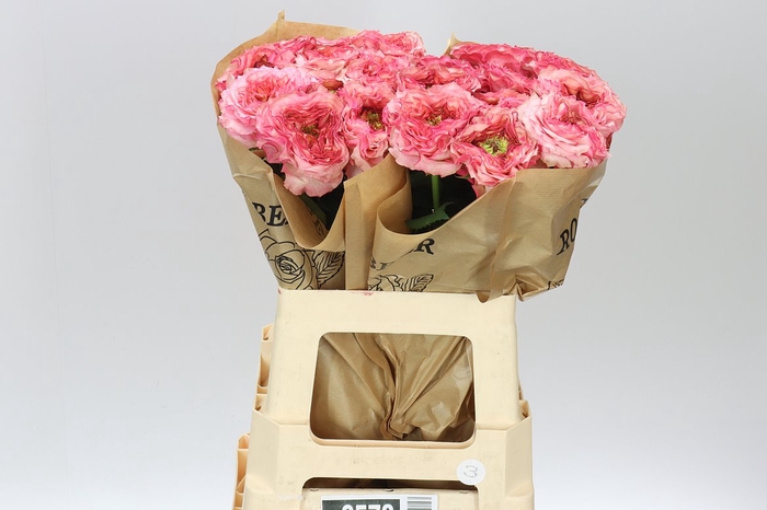 <h4>Rosa Gr Gar Lady Somerset</h4>