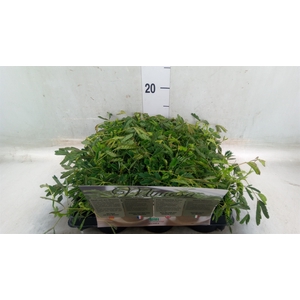 Mimosa pudica