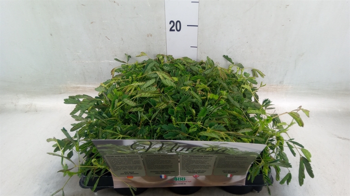 <h4>Mimosa pudica</h4>