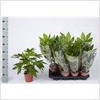 FATSIA OV