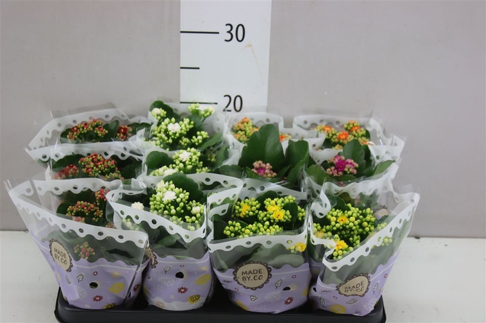 <h4>Kalanchoe Calandiva Mix</h4>