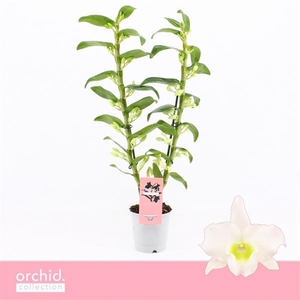 Dendrobium Nobilé, Apollon 2-spike 'Orchid Collection'