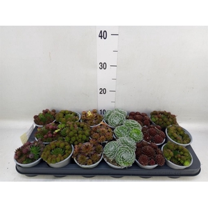 Sempervivum   ...mix