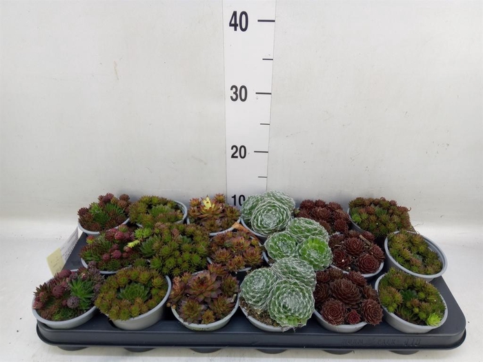<h4>Sempervivum   ...mix</h4>