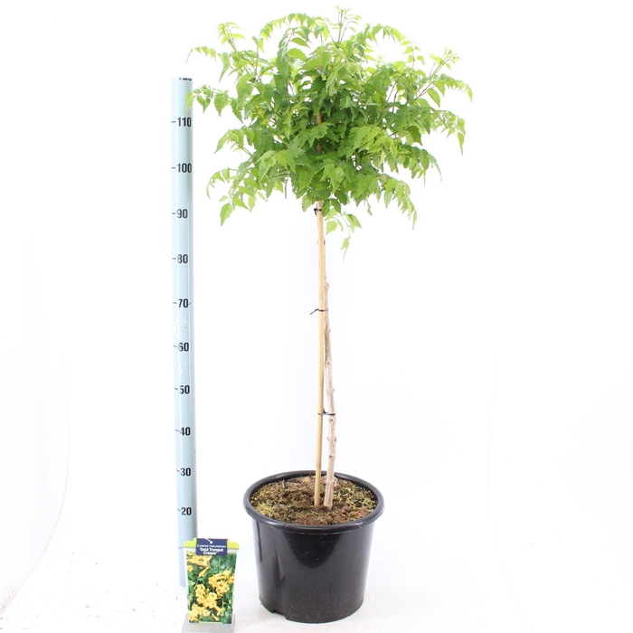 <h4>Campsis tagliabuana 'Gold Trumpet Creeper' 80 stam</h4>