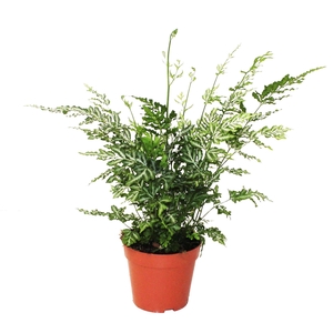 Pteris Ensiformis 'Evergemiensis' (Zilvervaren)