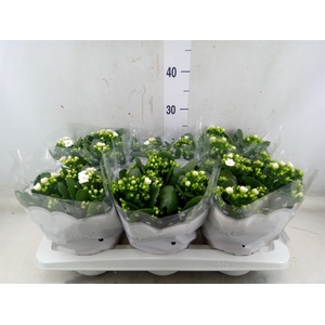 Kalanchoe blos. 'Stellar'