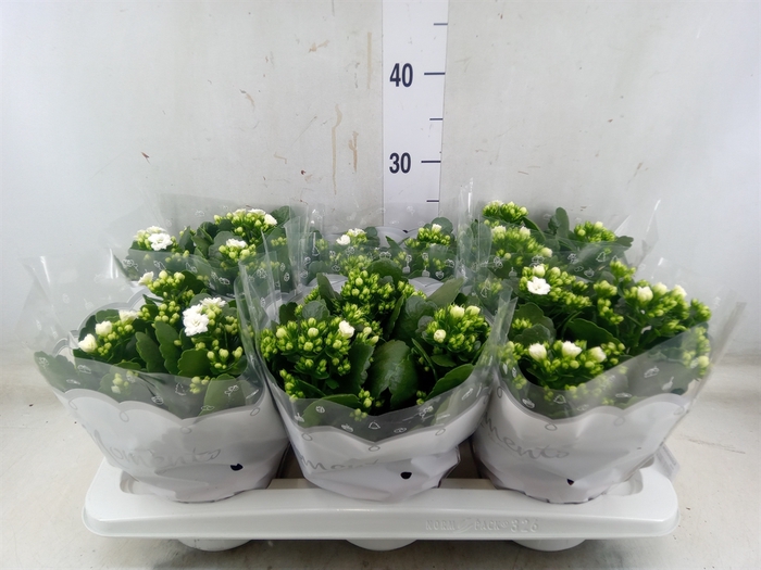 <h4>Kalanchoe blos. 'Stellar'</h4>