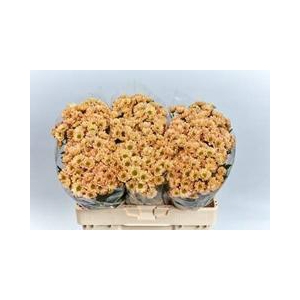 CHR SAN ROSSI SALMON