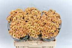 <h4>CHR SAN ROSSI SALMON</h4>