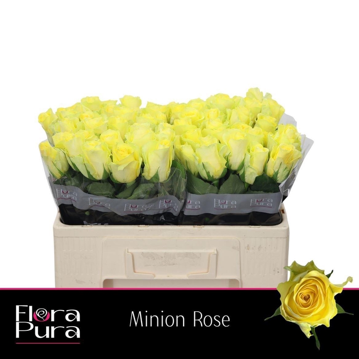 <h4>R GR MINION ROSE</h4>