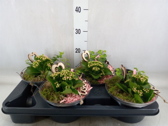 <h4>Arr.   Planten L%</h4>
