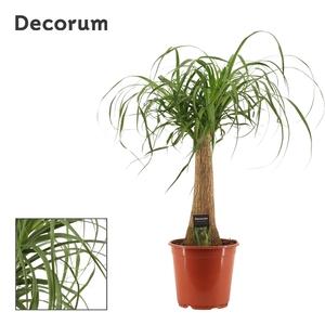 Beaucarnea recht 21 cm (Decorum)