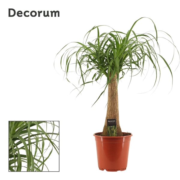 <h4>Beaucarnea recht 21 cm (Decorum)</h4>