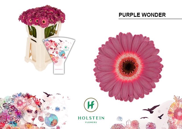 <h4>Germini Purple Wonder Water x60</h4>