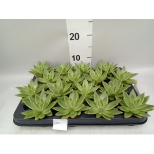 Echeveria  'Miranda'