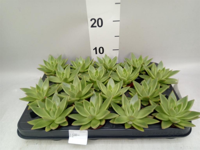 <h4>Echeveria  'Miranda'</h4>