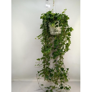 Hedera helix 'Wonder'