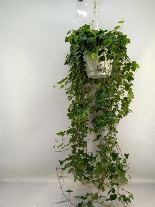 <h4>Hedera helix 'Wonder'</h4>