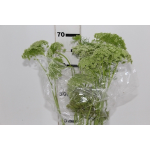 AMMI MAJUS GREEN MIST 070 CM