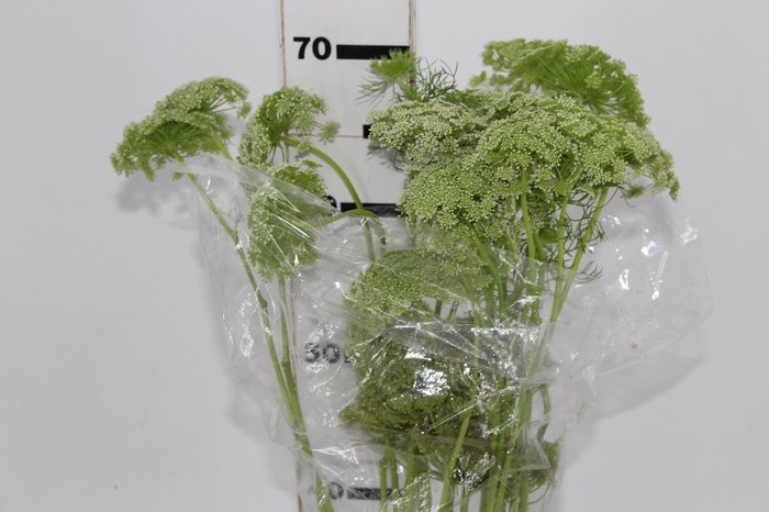 <h4>AMMI MAJUS GREEN MIST 070 CM</h4>