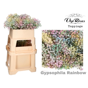 GYPS PA RAINBOW