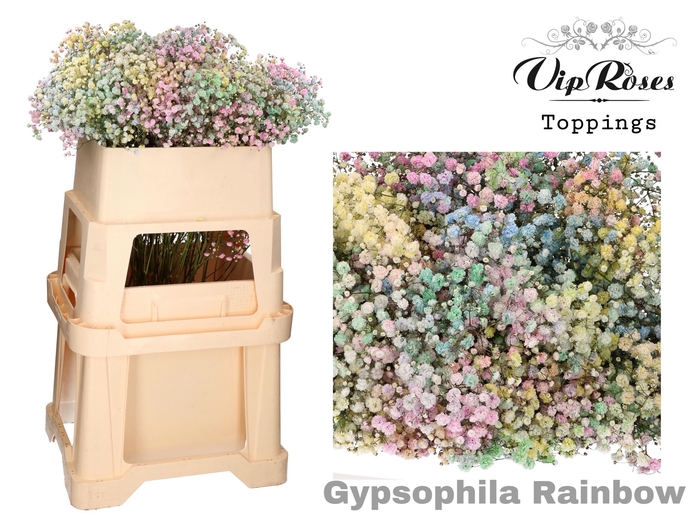 GYPS PA RAINBOW
