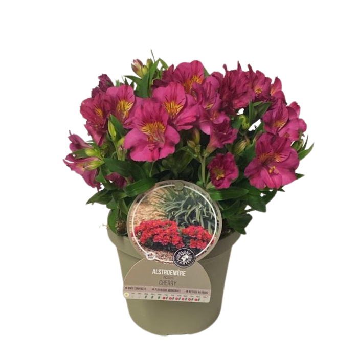 <h4>Alstroemeria Inca Collection (gemengd)</h4>