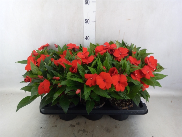 <h4>Impatiens NG 'ColPow Bright Red'</h4>